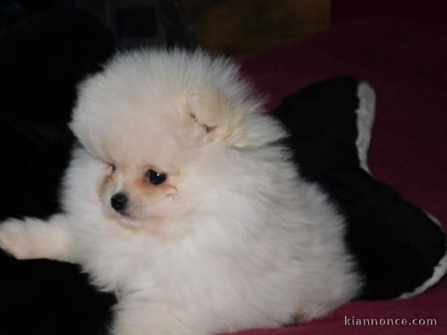chiot spitz allemand a donner
