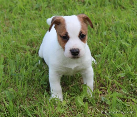 Chiot jack russell  a donner