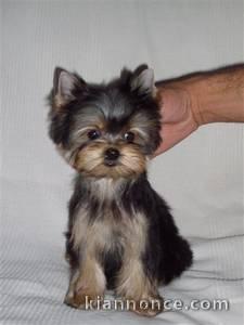 mognon chiot Yorkshire a donner