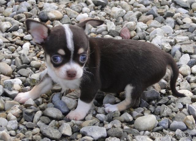 Chiot chihuahua  lof a donner