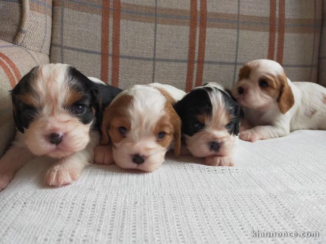 chiots Cavalier King Charles Spaniel  disponible de suite