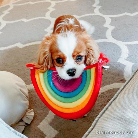 Adorables cavaliers king charles à donner pour adoption.1