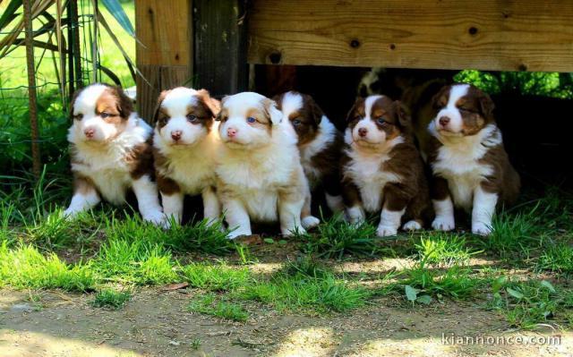  CHIOTS  BERGER AUSTRALIEN A DONNER