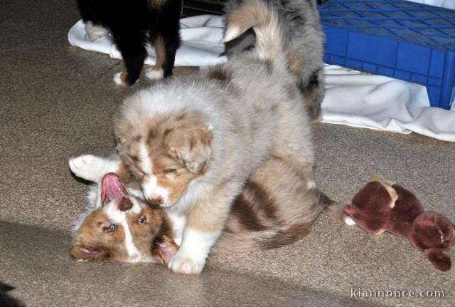 Chiots Berger Australiens a donner