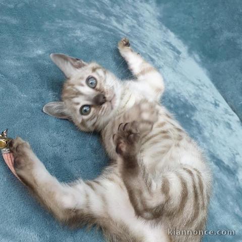 Chaton Bengal a Donner