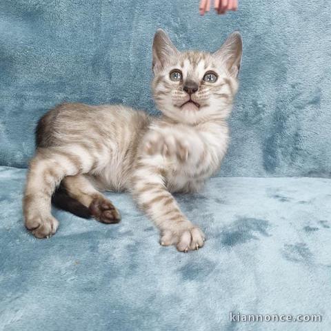 CHATON BENGAL A LA RECHERCHE D\