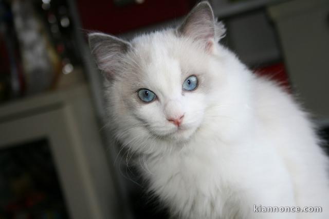 A donner chaton femelle Ragdoll