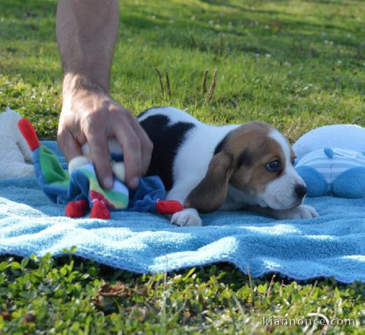 A donner beagle femelle