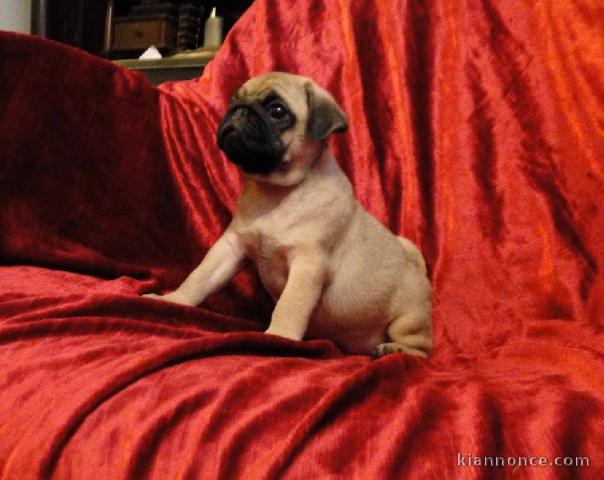 Donne chiot femelle carlin