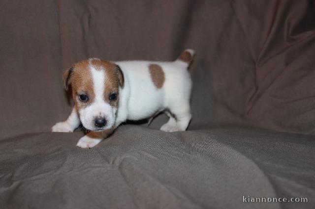 A donner magnifique Chiot type Jack Russel femelle