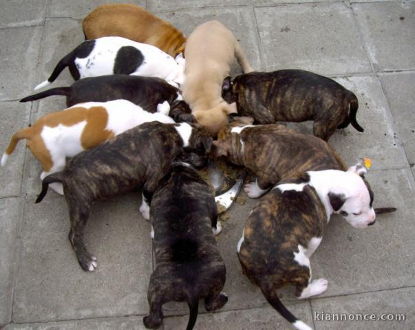 Magnifiques Chiots American Stafforshdire Pure Race