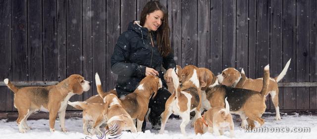 Magnifiques Chiots Beagle Pure Race