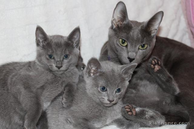 Sublimes chatons Bleu Russe Pure Race LOF