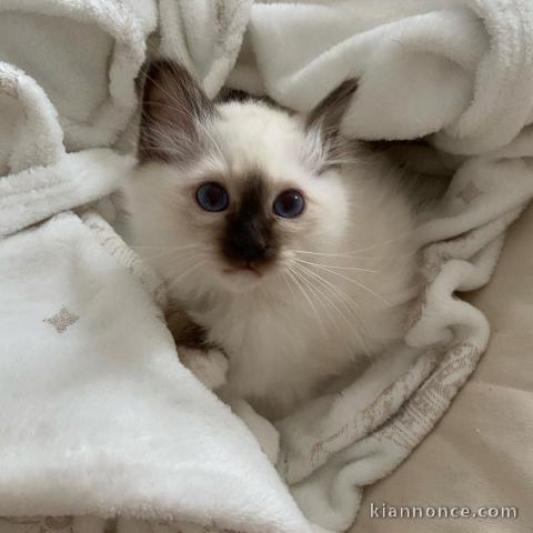 magnifique chaton sacré de Birmanie disponible 