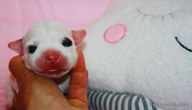 Magnifiques chiots Staffies LOF