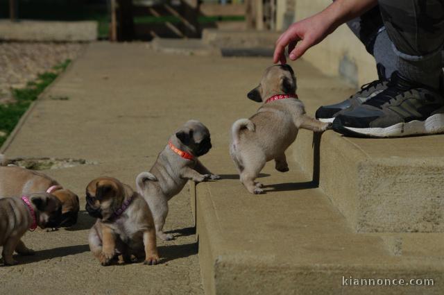 Magnifiques Chiots Carlin Pure Race