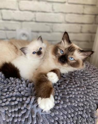  Magnifiques Chatons Sacré de Birmanie Pure Race