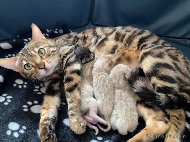 Adorables Chatons Bengal Pure Race