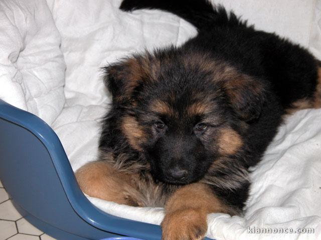 A donner chiot de (3 mois) Berger Allemand 