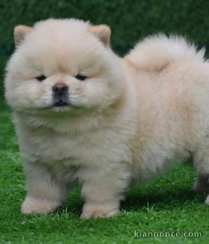 Chiot Akita Inu à donner 
