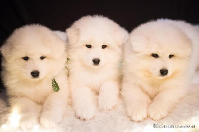 Adorable Chiot samoyède