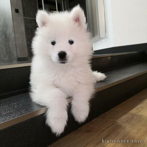 Chiots male et femelle samoyede a donner