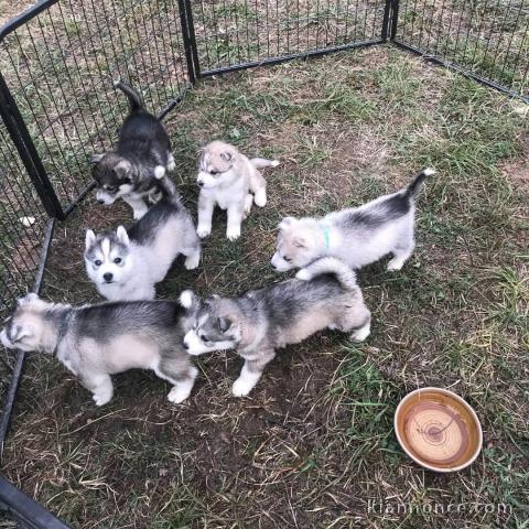 grosse urgence a donner