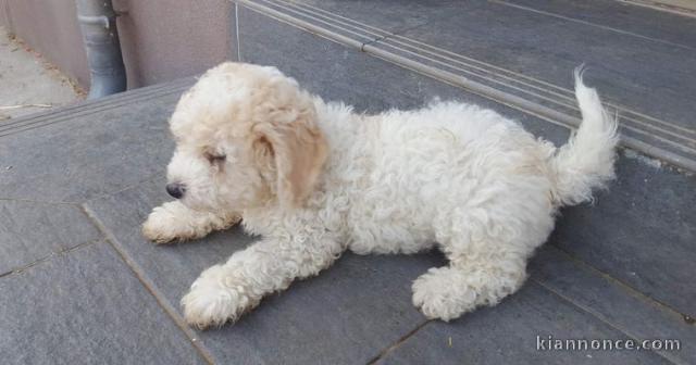 Magnifiques chiot bichon maltais