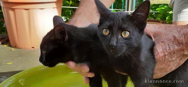 Chatons noirs à donner contre bons soins