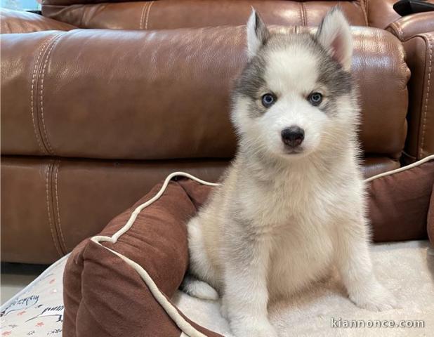 Chiots Husky de Sibérie LOF disponibles