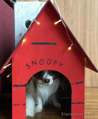 A donner chiot Epagneul français nommé PAKORA