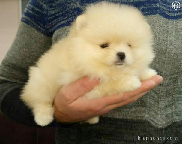 A DONNER adorable chiot femelle spitz nain femelle