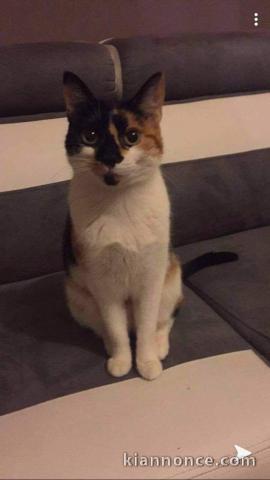 Chat Minouche femelle 4 ans écaille de tortue