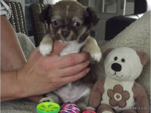 chihuahua non lof pure race très petite taille