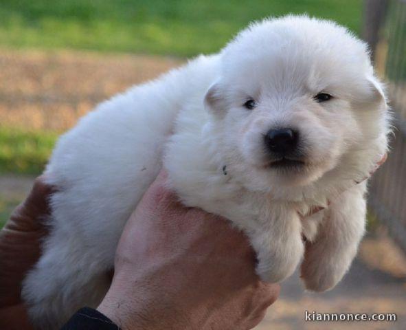 Magnifique chiot berger blanc suisse