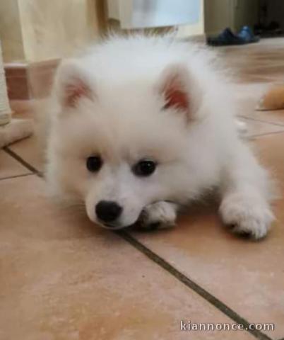 Chiot Spitz Japonais Adorable