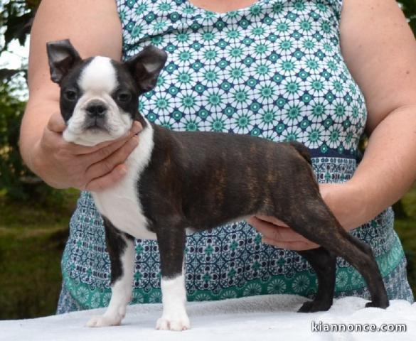 Magnifique chiots Boston Terrier