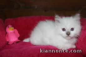 Magnifique chaton sacré de Birmanie