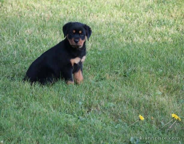 superbe chiots rottweiler agé de 3 mois a donner