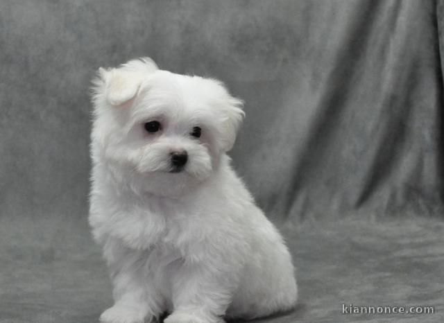 a donner chiot Bichon Maltais lof