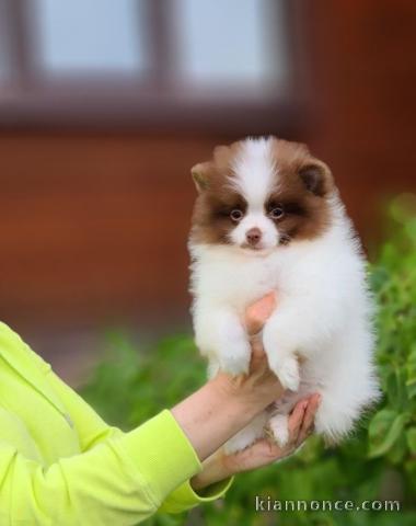 Adorable Spitz pomeranian nain CKC a donner