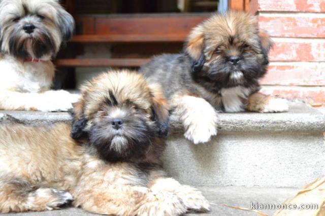 Superbes Chiots Lhassa Apso Pure Race