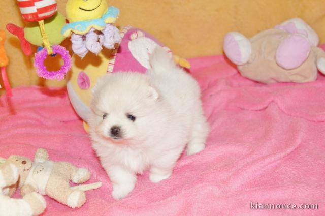 A DONNER Mimi chiot type spitz allemand Femelle