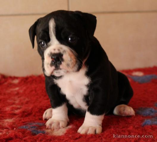 Adorable chiot  Bulldog continental à donner .