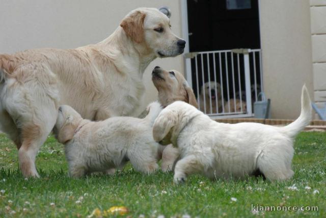 Magnifiques Chiots Golden Retriever Pure Race