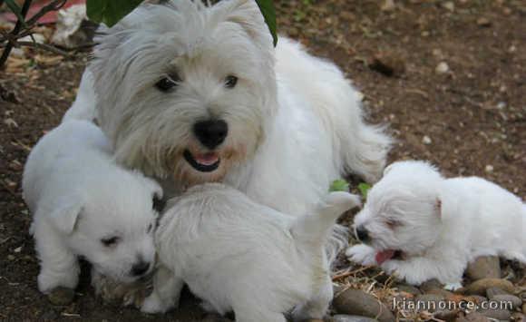 Adorables Chiots Westie Pure Race