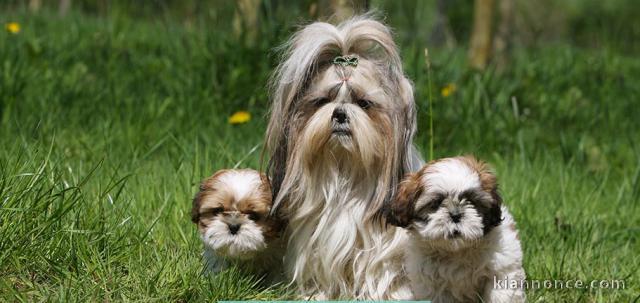 Superbes  Chiots Shih Tzu Pure Race