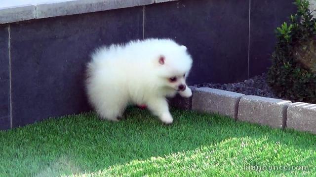A DONNER Dogues de Bordeaux bien typés