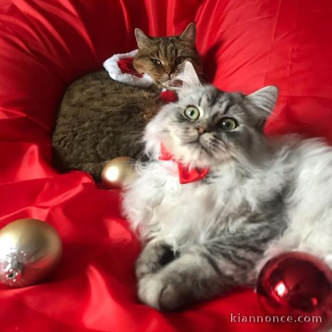 Chatons mâle et femelle persan a donner