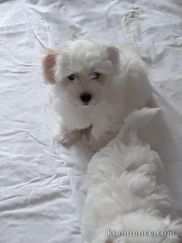Magnifiques chiots Coton de Tuléar
